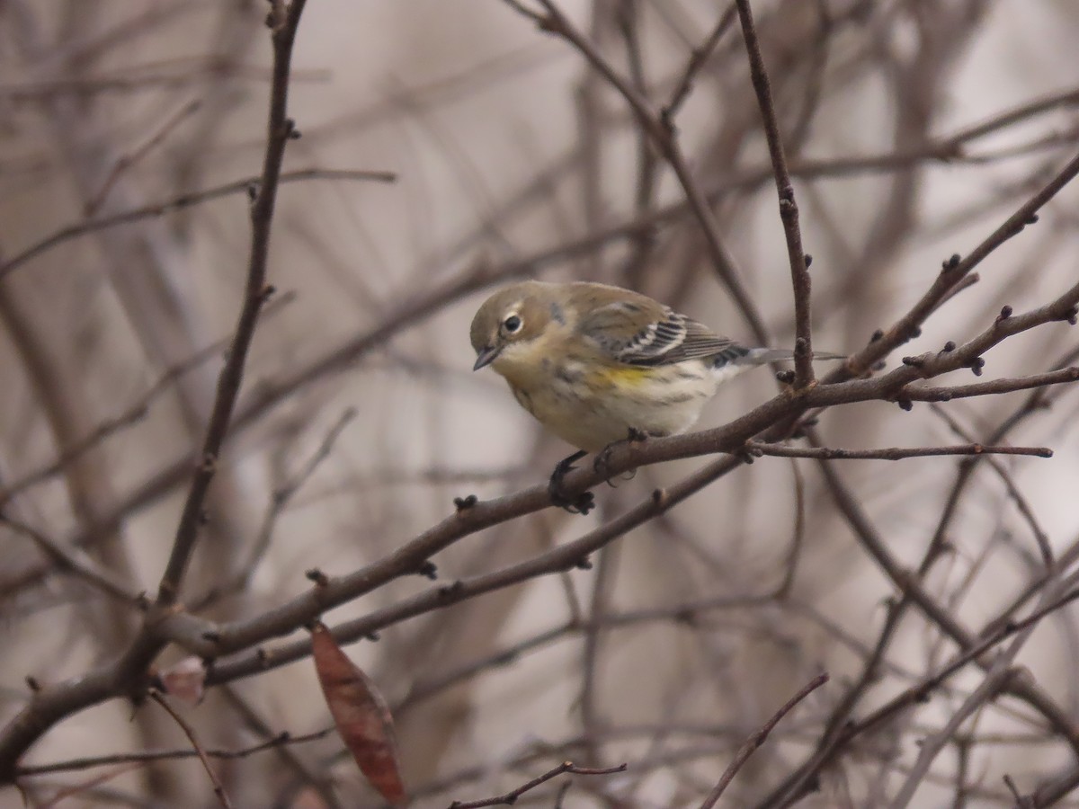 Yellow-rumped Warbler (Myrtle) - Trevor Leitz