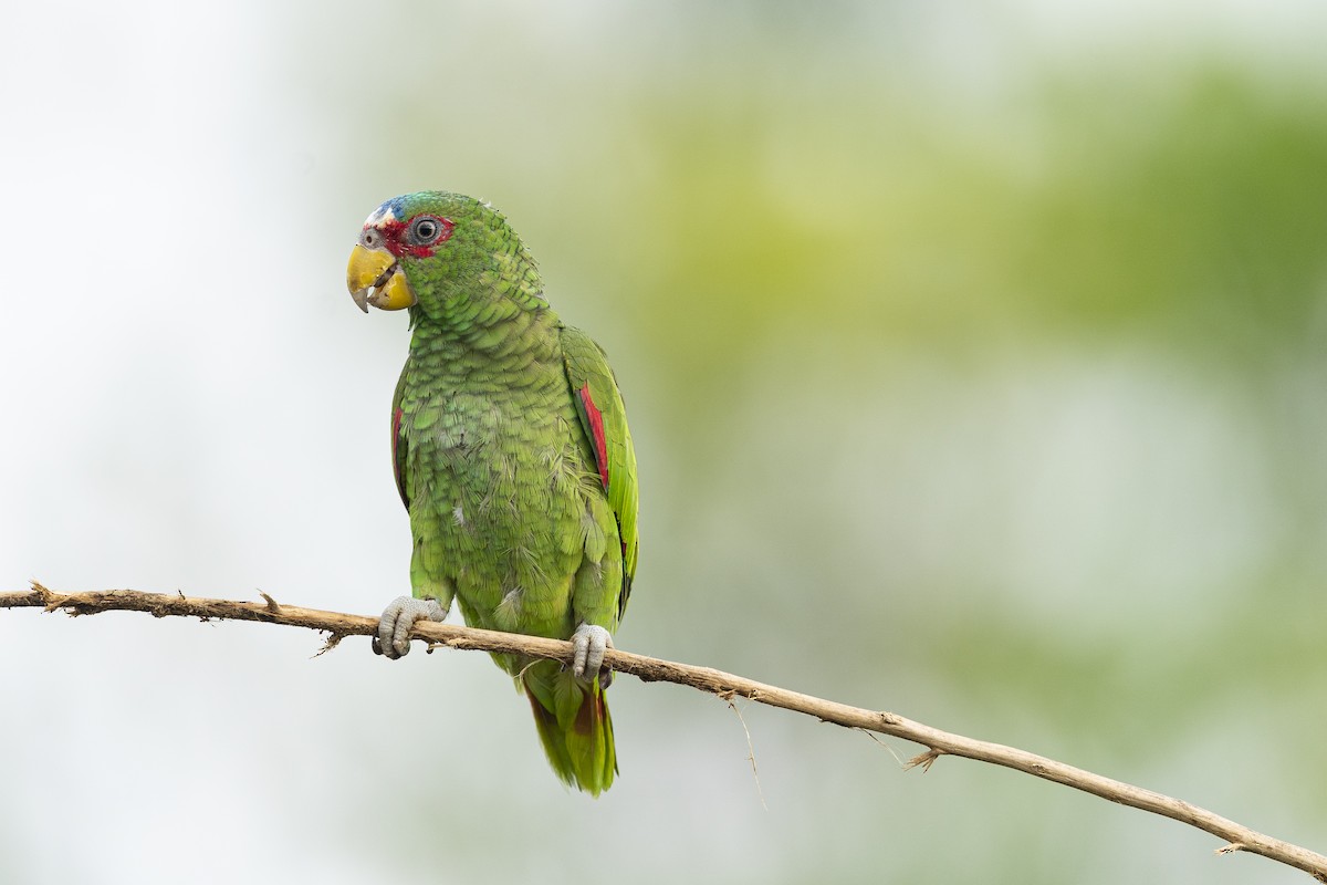 White-fronted Parrot - ML398575031