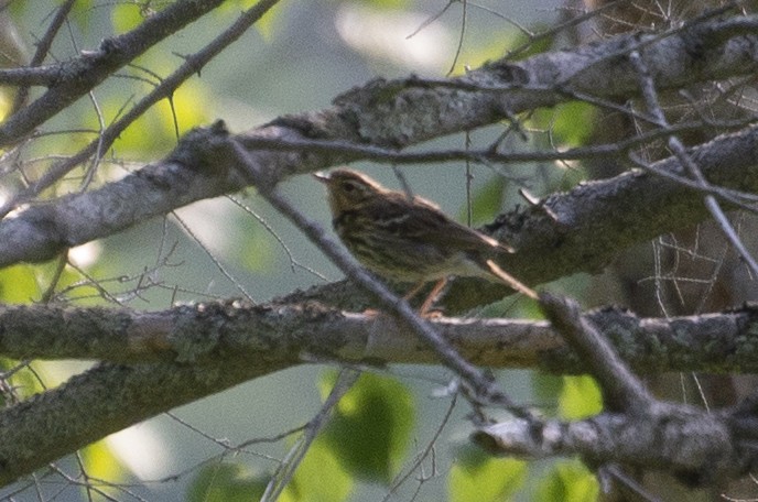 Olive-backed Pipit - ML398582151