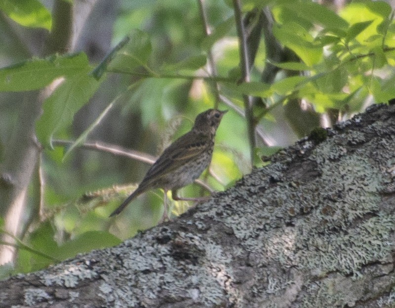 Olive-backed Pipit - ML398582701