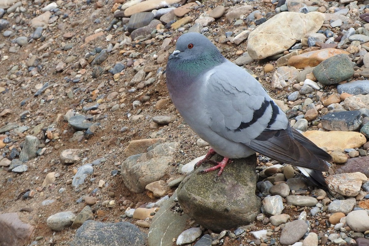 Pigeon des rochers - ML398590511