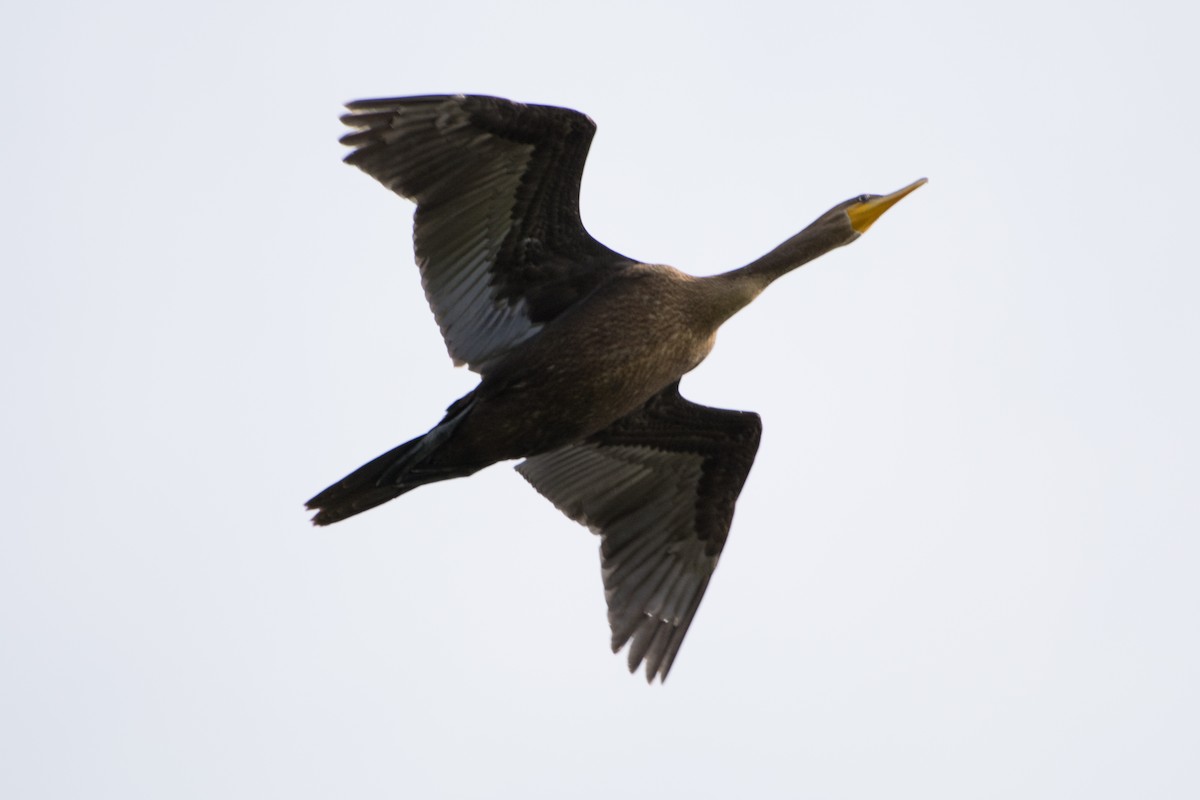Double-crested Cormorant - Joseph Phipps