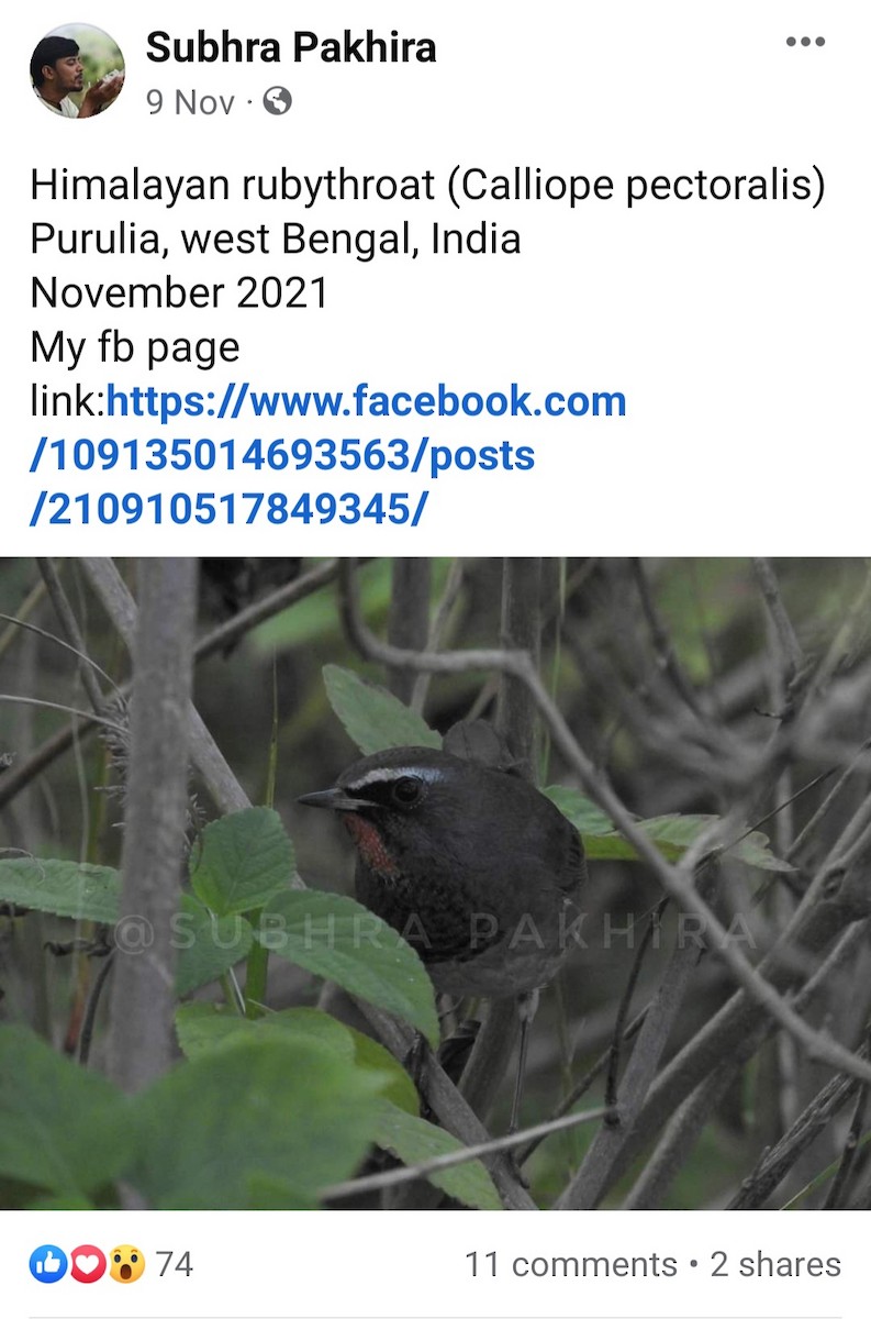 Himalayan Rubythroat - Birdwatchers' Society of Bengal