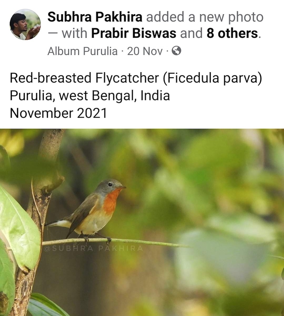 Red-breasted Flycatcher - Birdwatchers' Society of Bengal