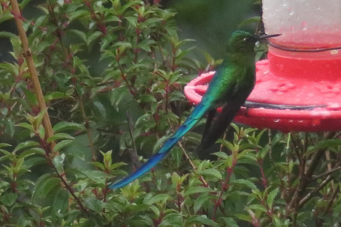 Long-tailed Sylph - ML398599451