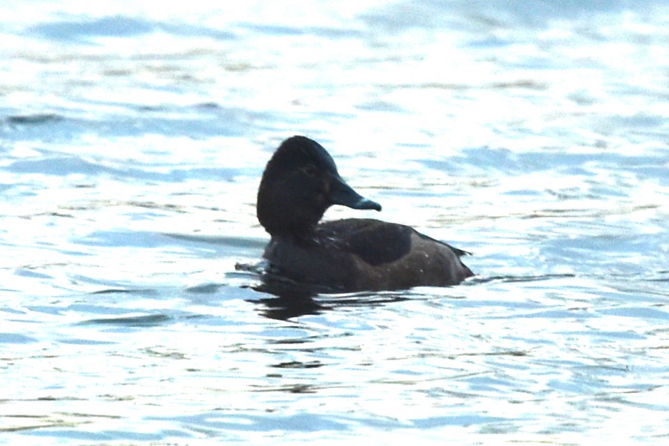 Ring-necked Duck - Blair Whyte