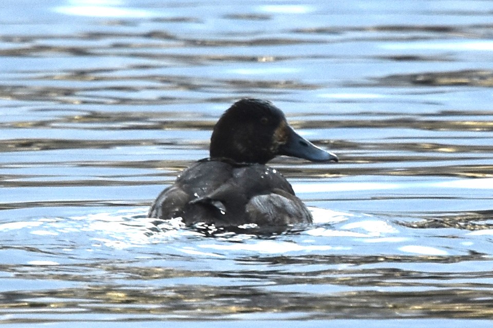 Greater Scaup - ML398607461