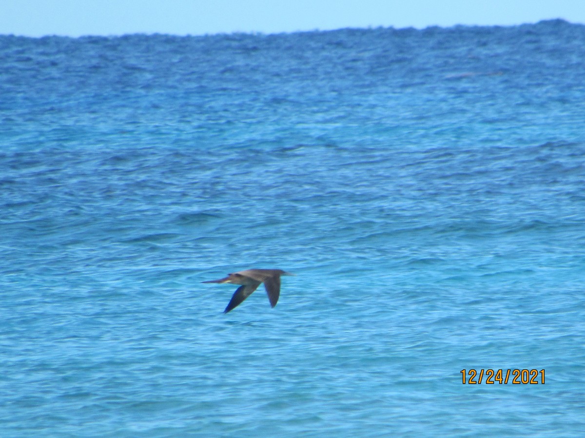 Brown Booby - ML398611611