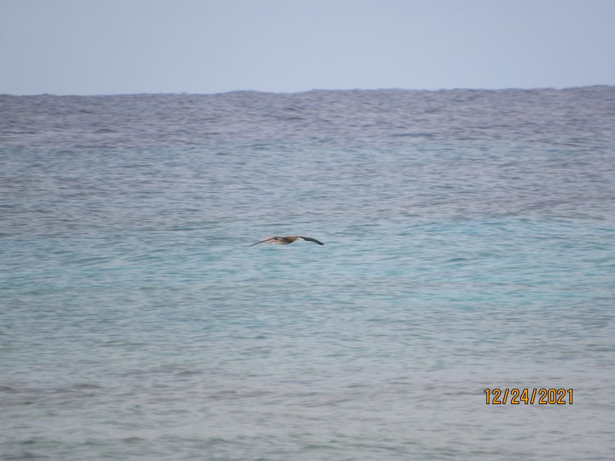 Brown Booby - ML398611711