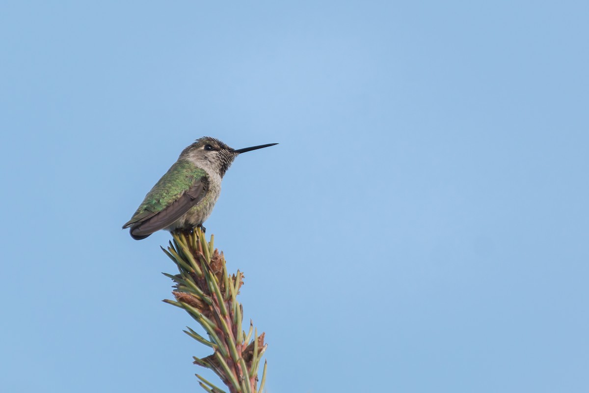 Anna's Hummingbird - Terry Martin