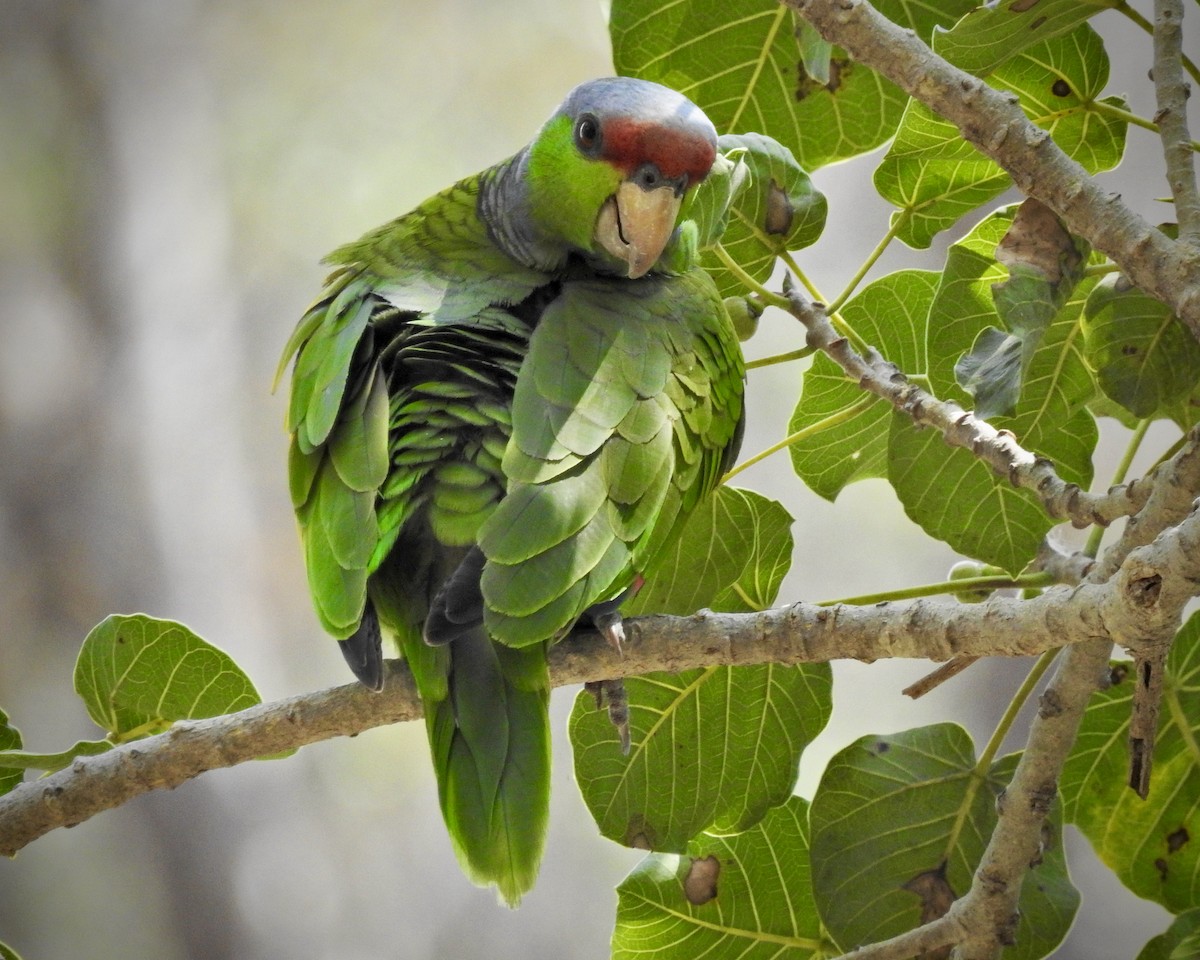 Lilac-crowned Parrot - ML398616051