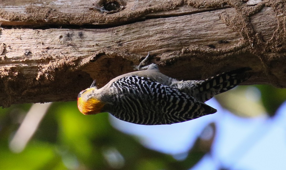 Golden-cheeked Woodpecker - Jeffrey Anderson
