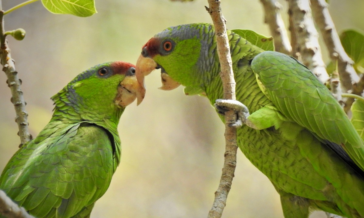 Lilac-crowned Parrot - ML398620761