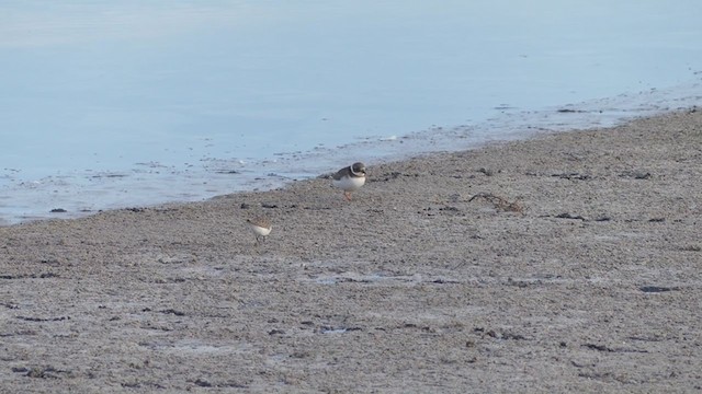 Common Ringed Plover - ML398621331
