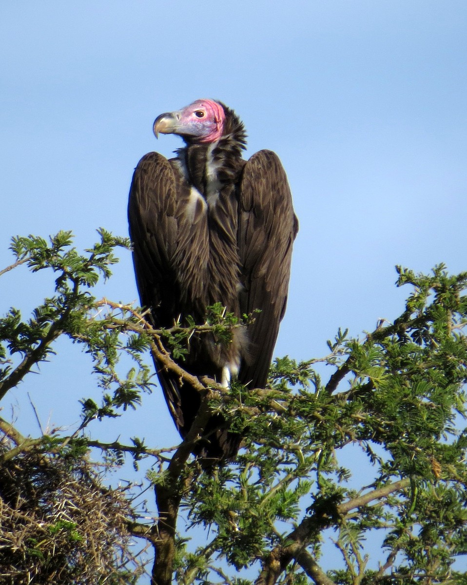 Lappet-faced Vulture - ML398625021