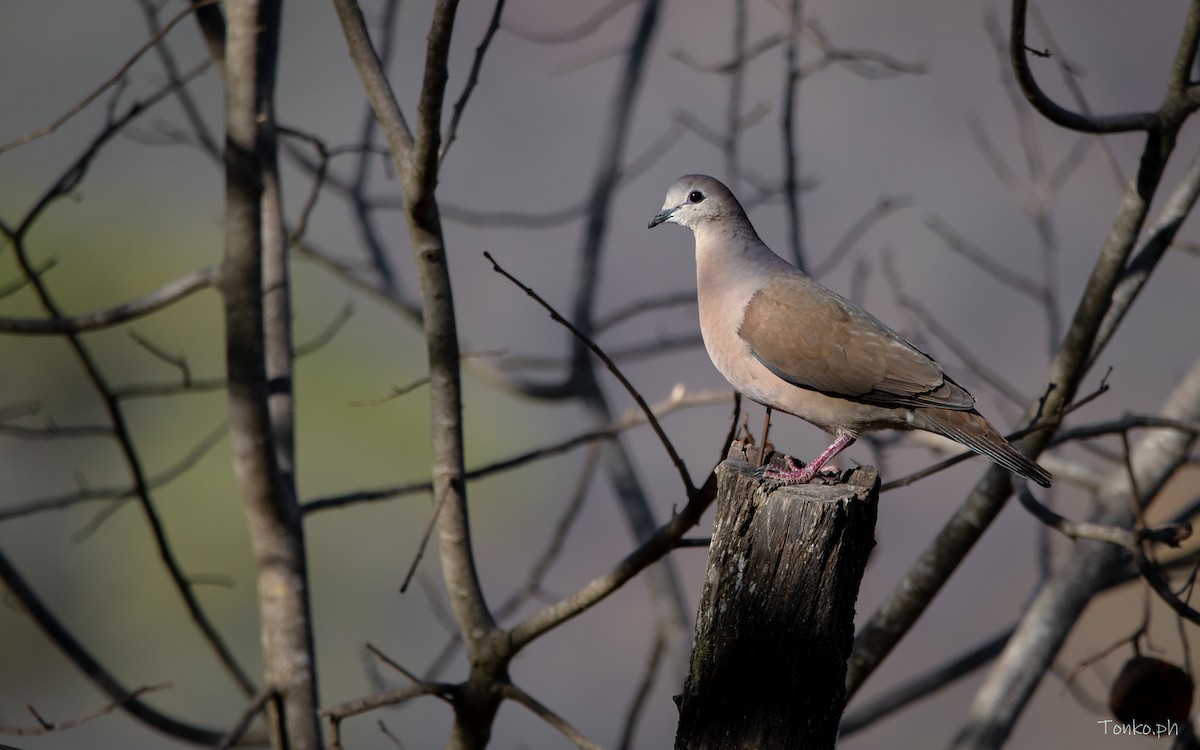 Large-tailed Dove - ML398629891