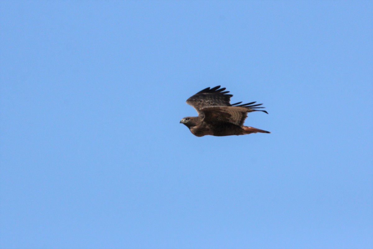 Red-tailed Hawk - ML398630371