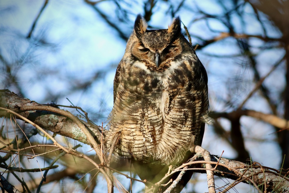 Great Horned Owl - ML398630891
