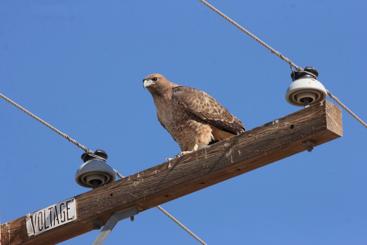 Red-tailed Hawk - ML398630981