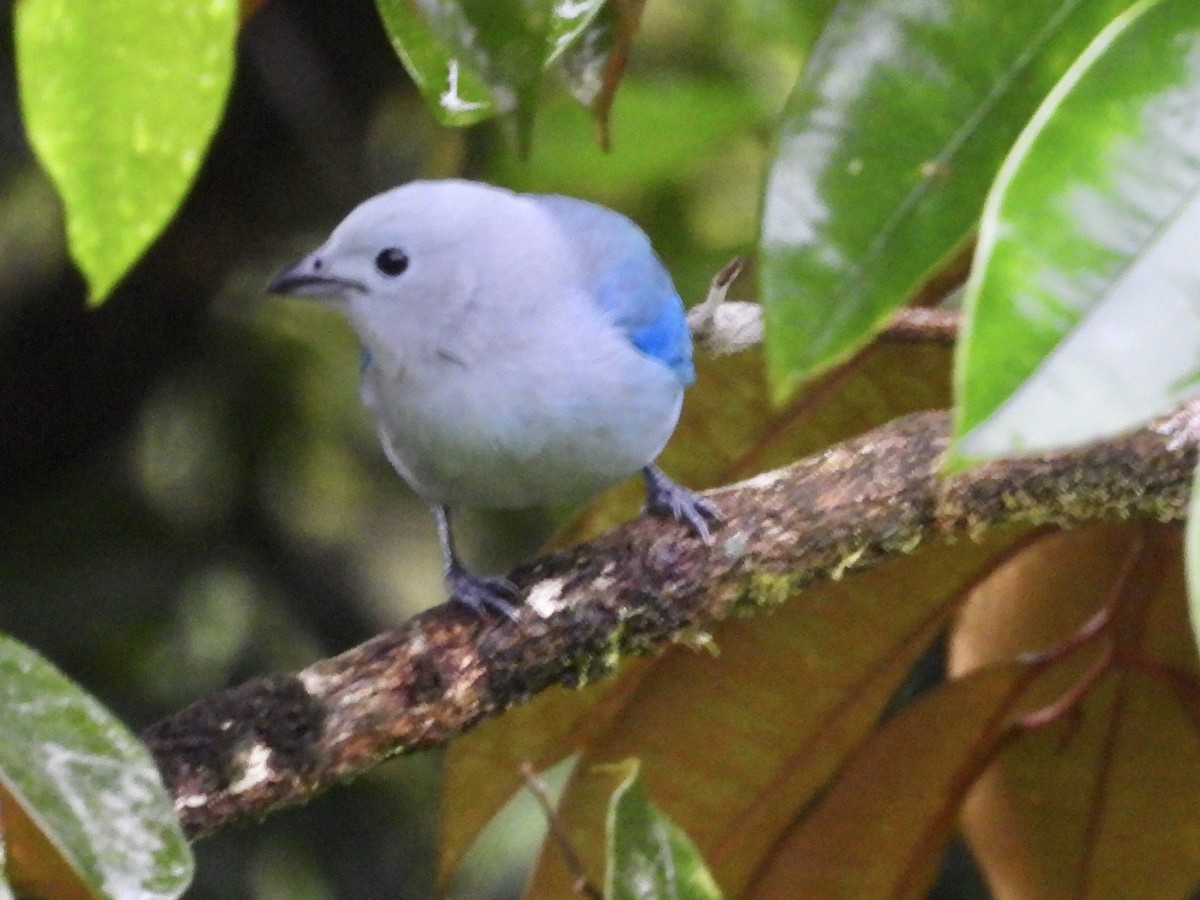 Blue-gray Tanager - ML398637721