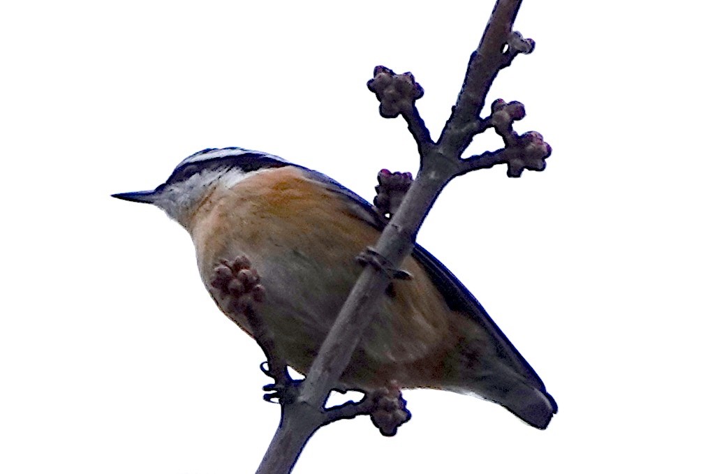 Red-breasted Nuthatch - ML398637741