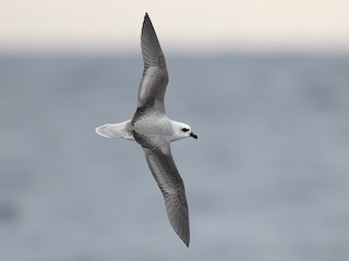  - White-headed Petrel