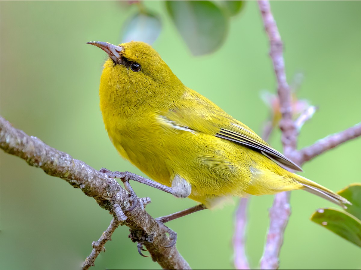 Hawaii Amakihi - Chlorodrepanis Virens - Birds Of The World