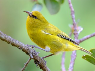 Hawaii Amakihi - Chlorodrepanis virens - Birds of the World
