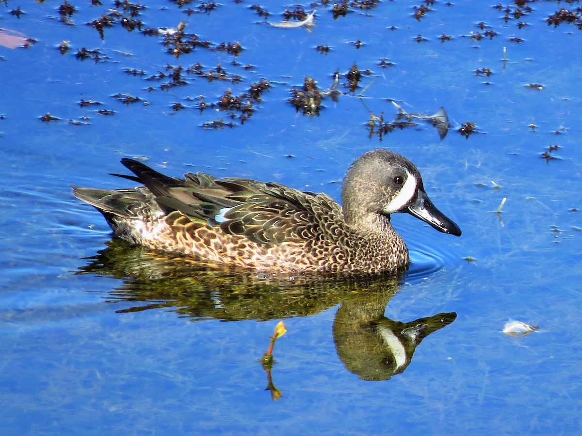 Blue-winged Teal - ML398646691