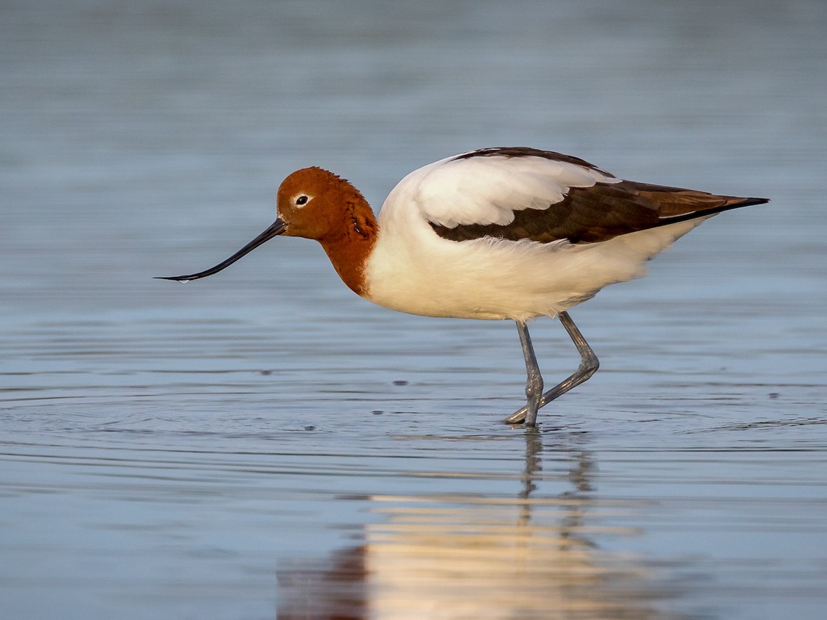 Red-necked Avocet - Recurvirostra Novaehollandiae - Birds Of The World