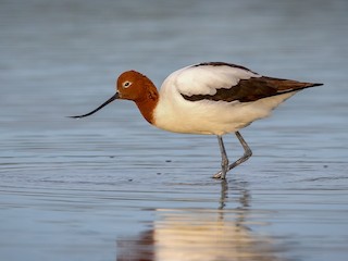  - Red-necked Avocet