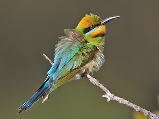  - Rainbow Bee-eater