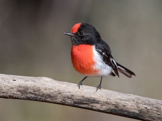  - Red-capped Robin