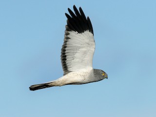  - Hen Harrier