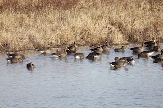 Greater White-fronted Goose, ML398655911