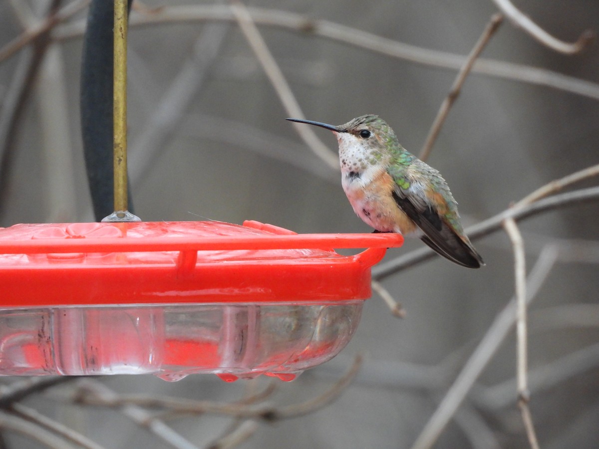 Rufous Hummingbird - Palm Warbler