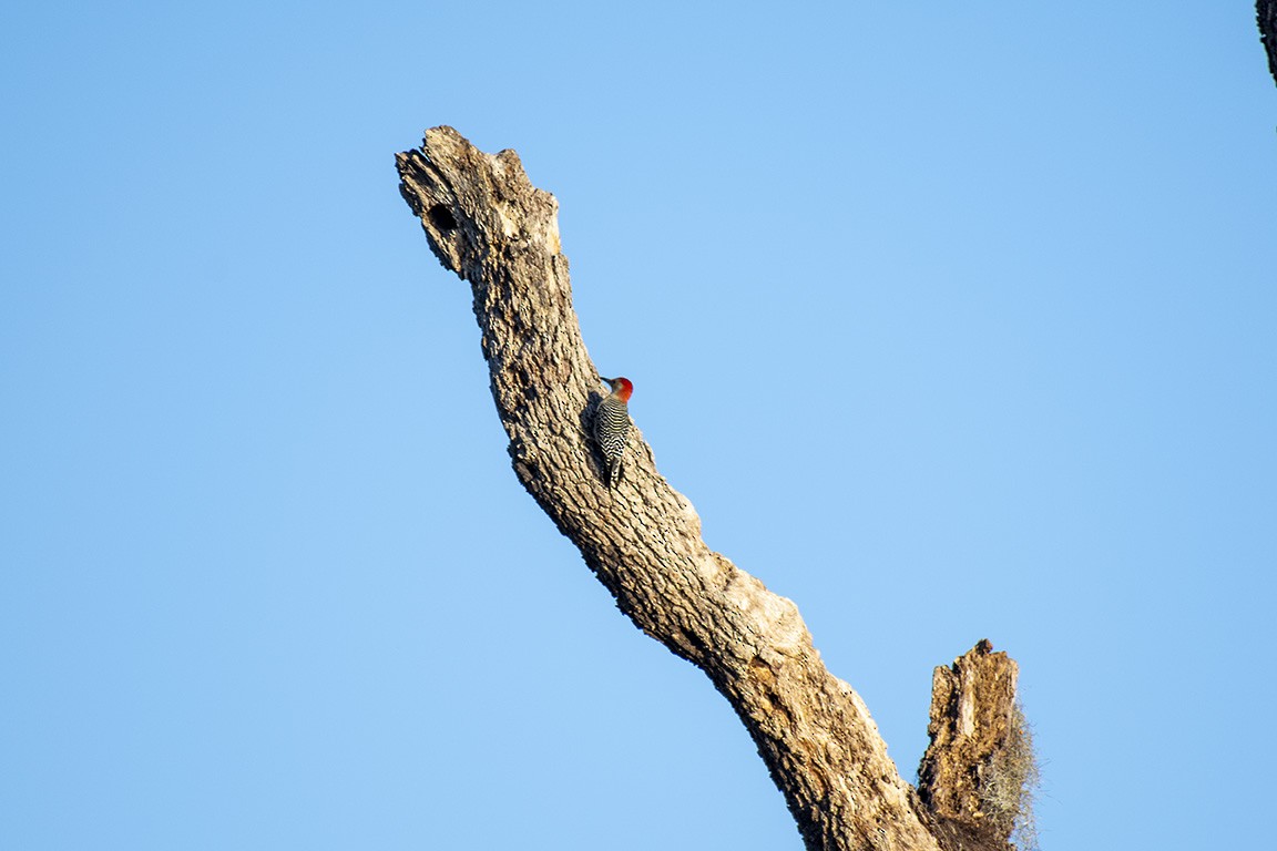 Red-bellied Woodpecker - ML398659191