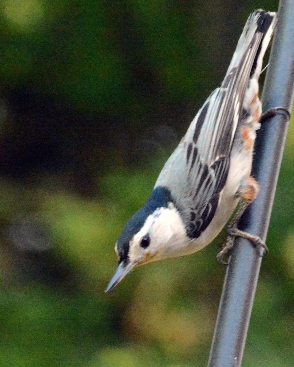 White-breasted Nuthatch - Suzette Perry