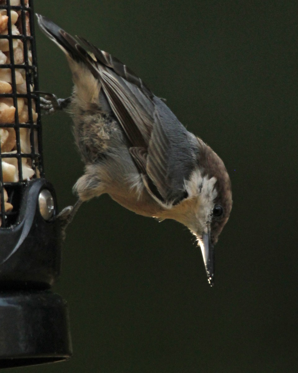 Brown-headed Nuthatch - Suzette Perry