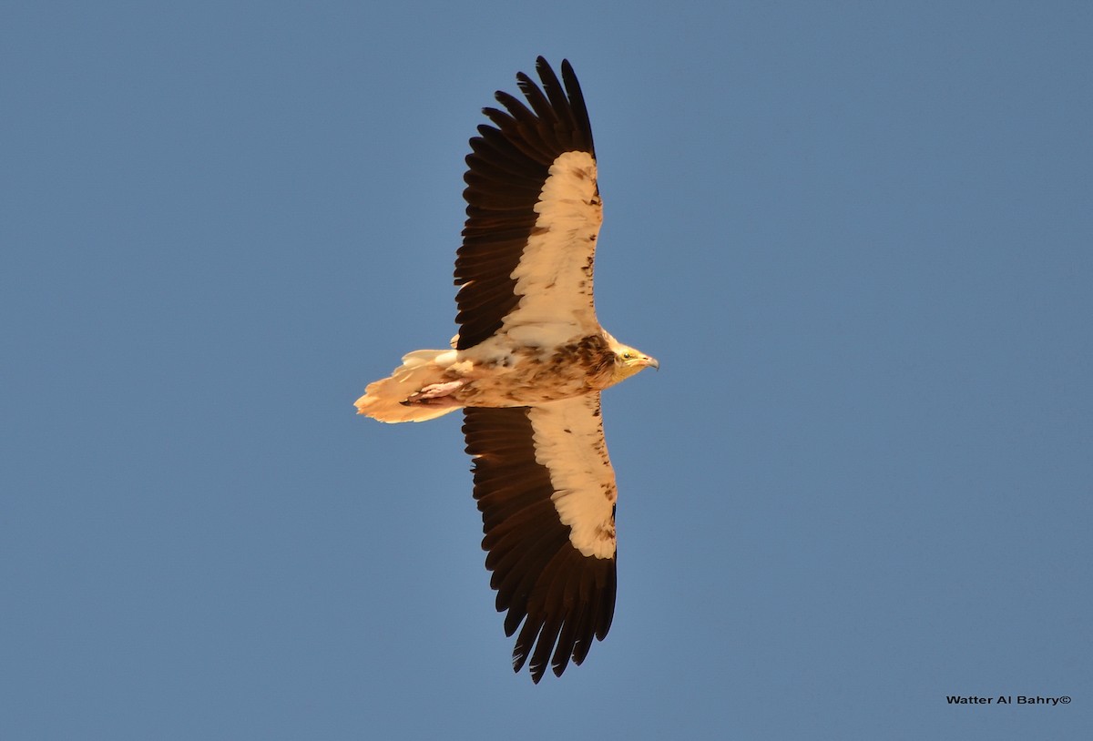 Egyptian Vulture - Watter AlBahry