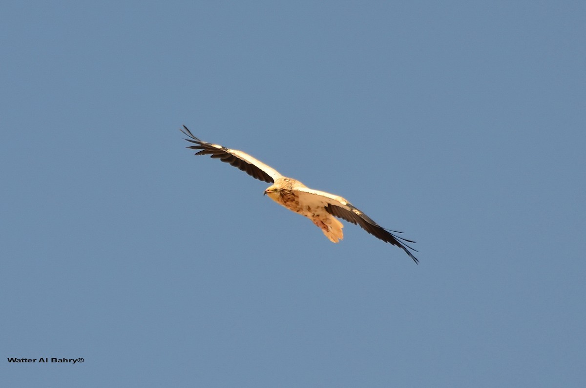 Egyptian Vulture - Watter AlBahry