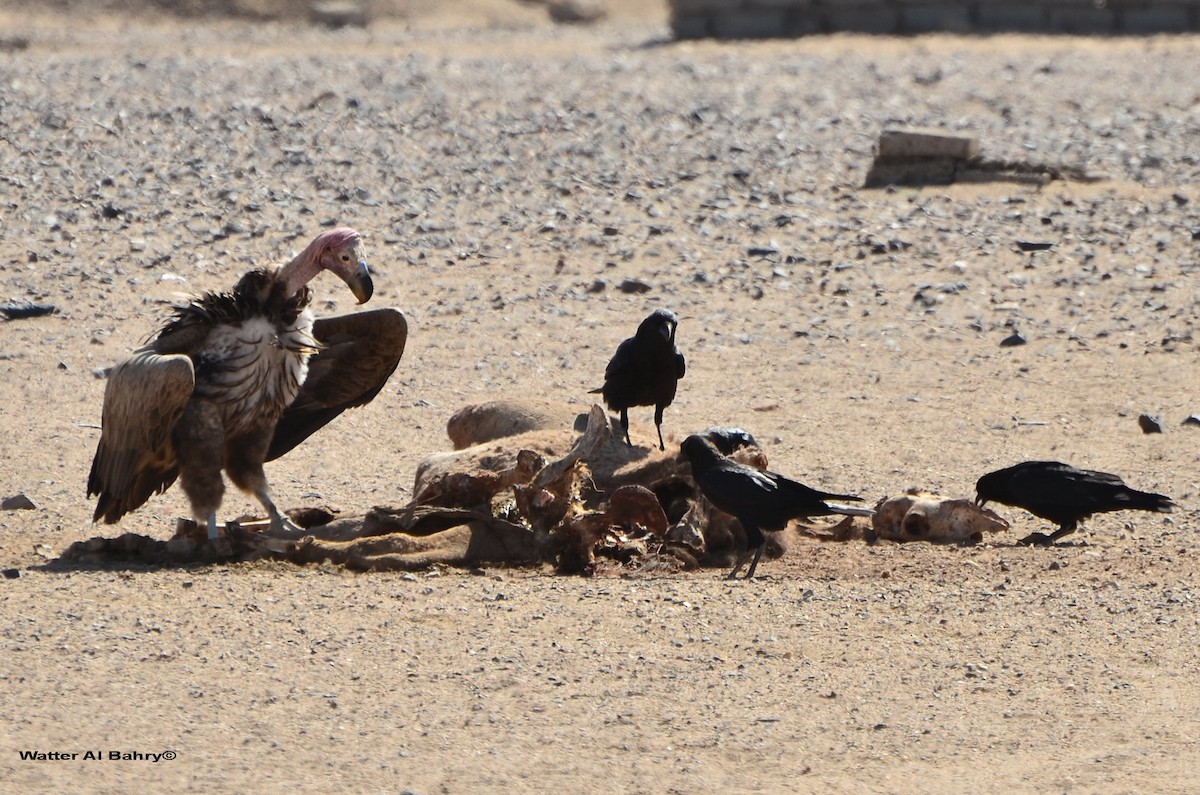 Lappet-faced Vulture - ML398671861