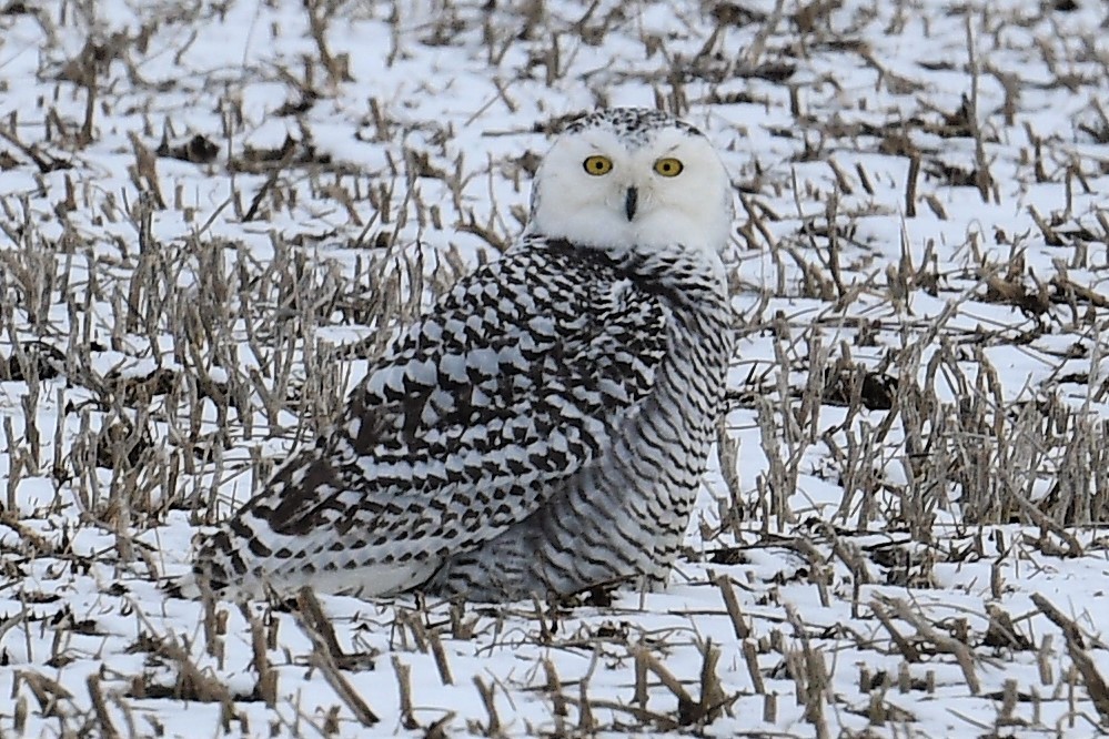Snowy Owl - Terri Kershaw