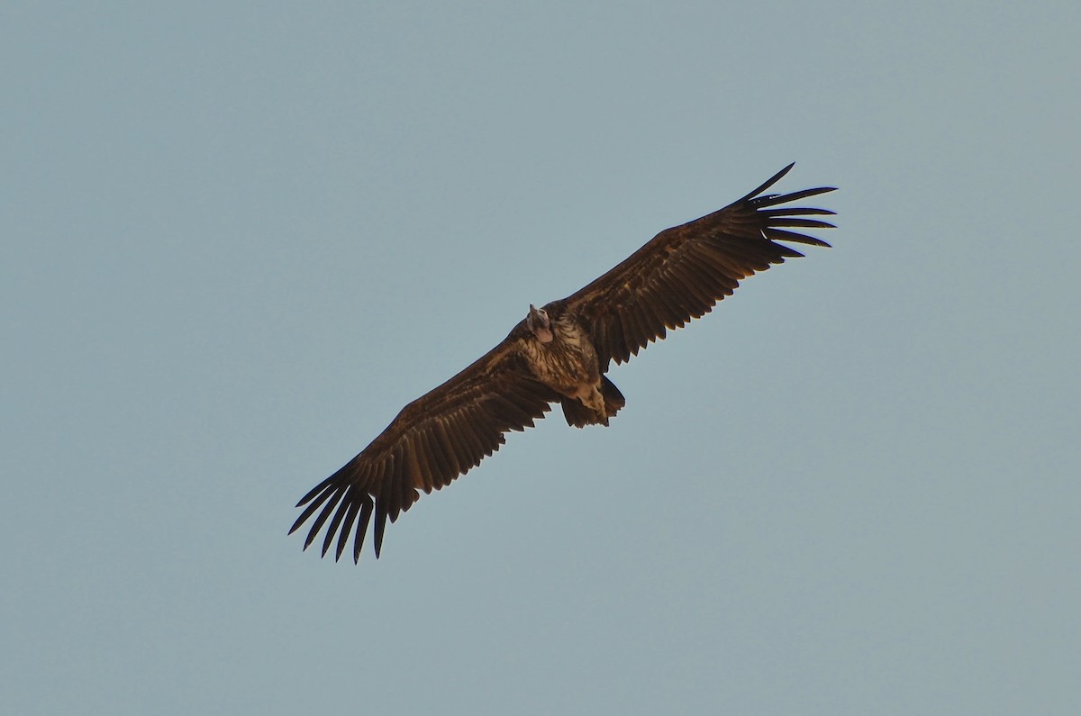 Lappet-faced Vulture - ML398673141