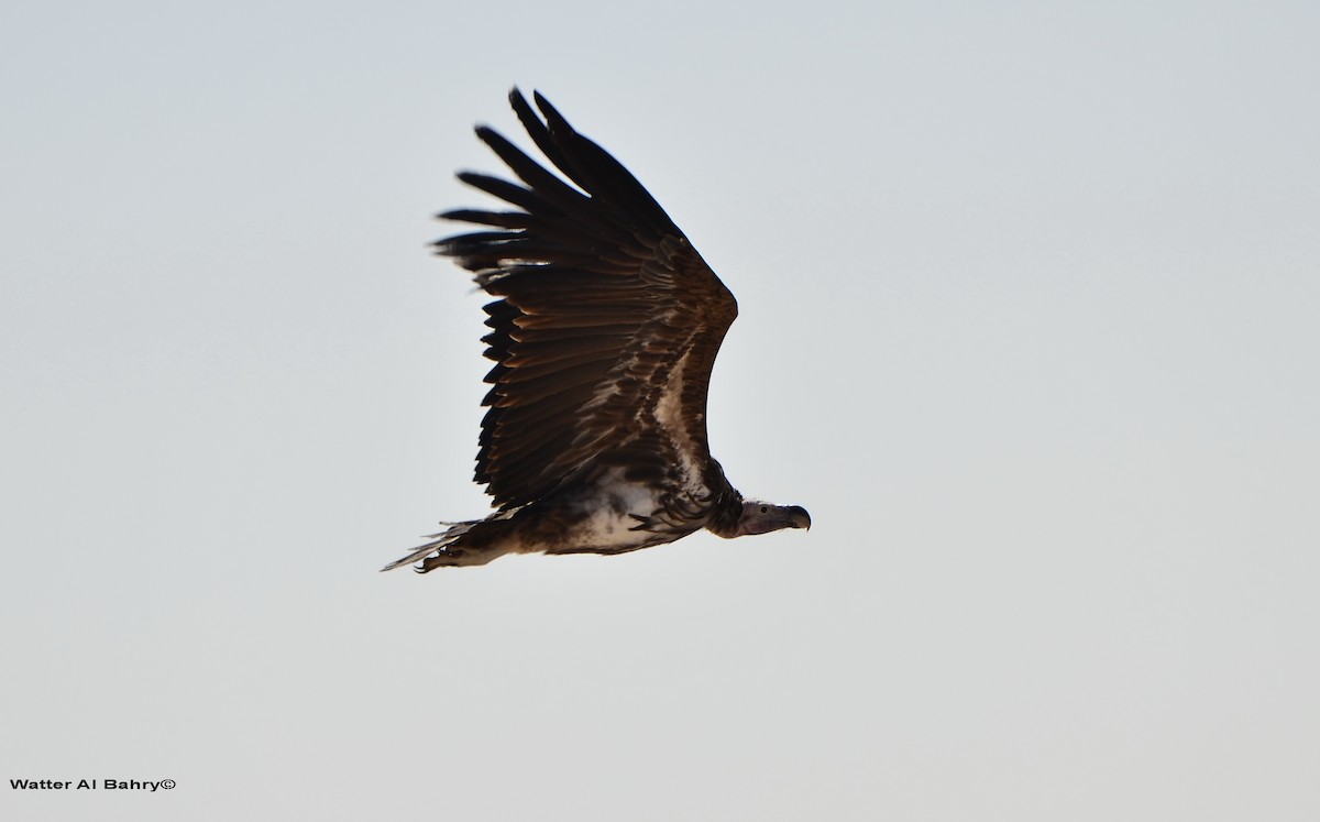 Lappet-faced Vulture - ML398675861