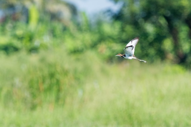 Pheasant-tailed Jacana - Tom Backlund