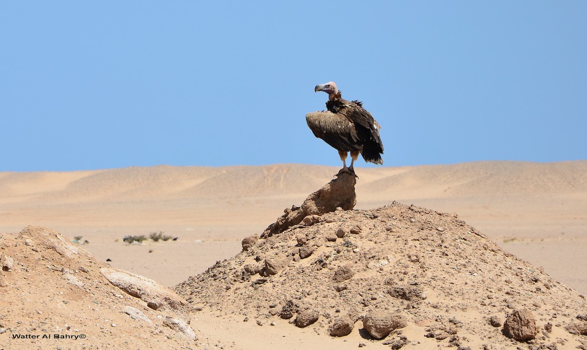 Lappet-faced Vulture - ML398678671