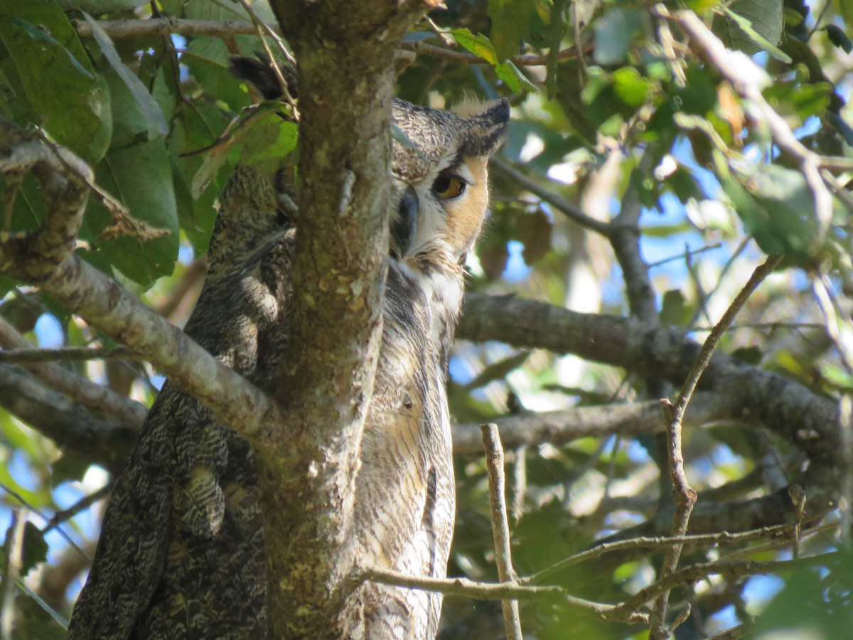 Great Horned Owl - ML398683081