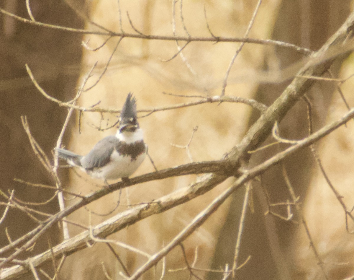 Belted Kingfisher - ML398686171
