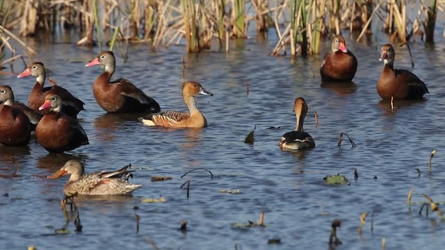 Fulvous Whistling-Duck - ML398690951